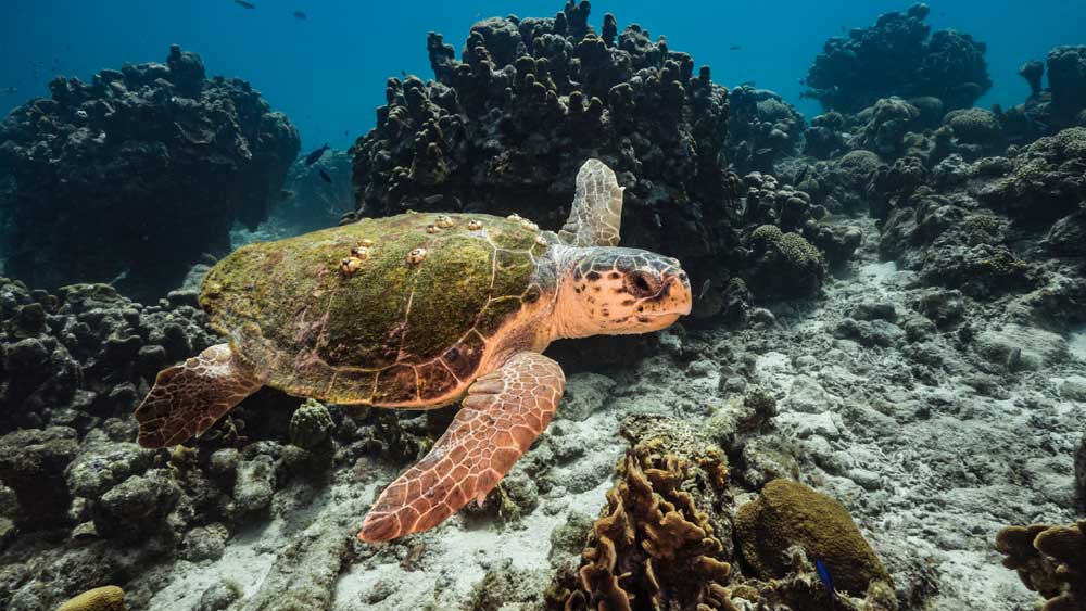 Plethora of Life Found On Sea Turtle Shells The Institute for